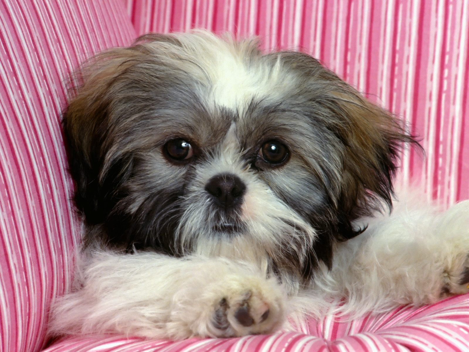 Rascal, Shih-Tzu